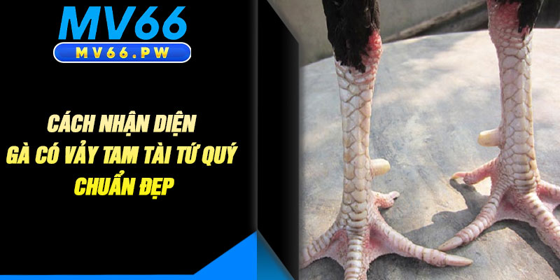 Cách Nhận Diện Gà Có Vảy Tam Tài Tứ Quý Chuẩn Đẹp