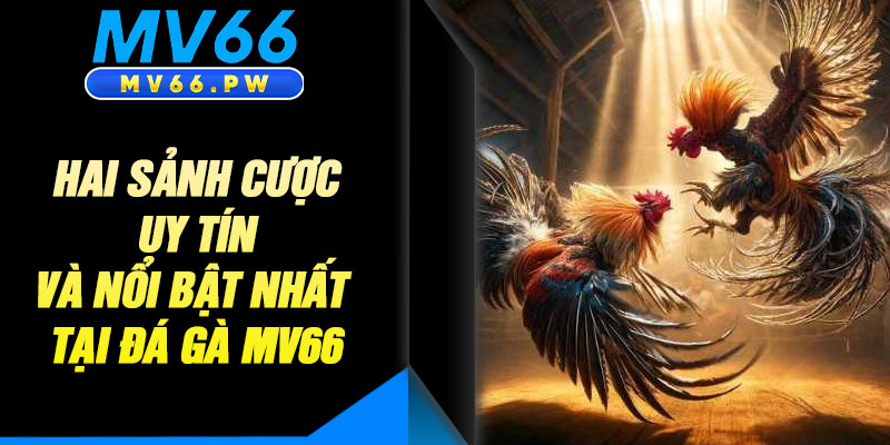 Hai Sảnh Cược Uy Tín Và Nổi Bật Nhất Tại Đá Gà MV66