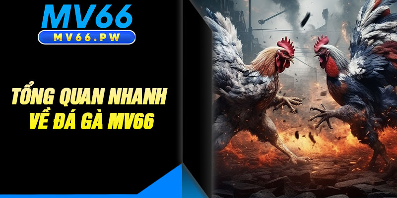 Tổng Quan Nhanh Về Đá Gà MV66