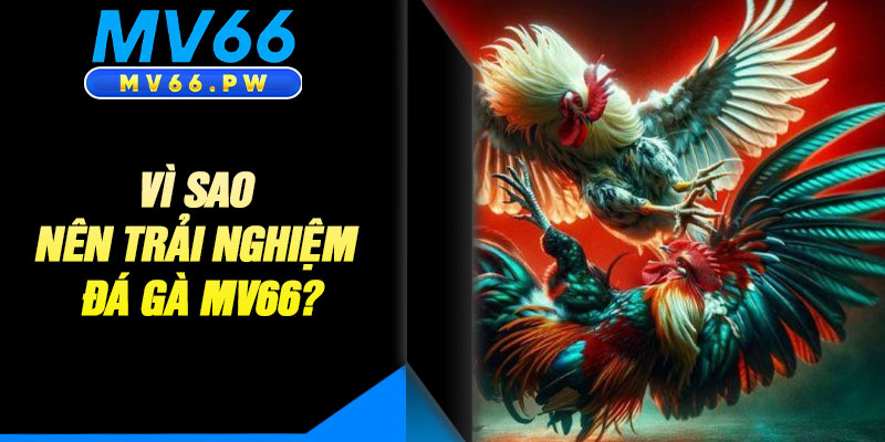 Vì Sao Nên Trải Nghiệm Đá Gà MV66?